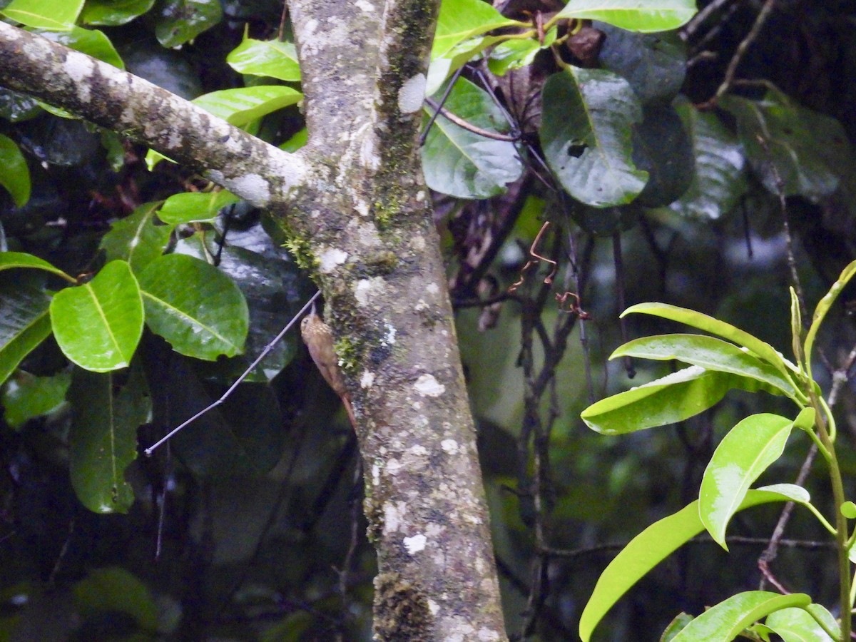 チビオニキバシリ - ML644535393