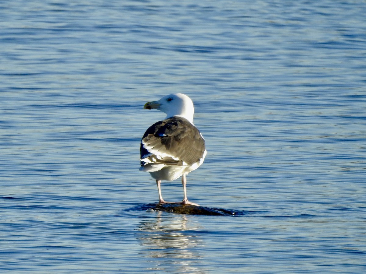 Gavión Atlántico - ML644535395