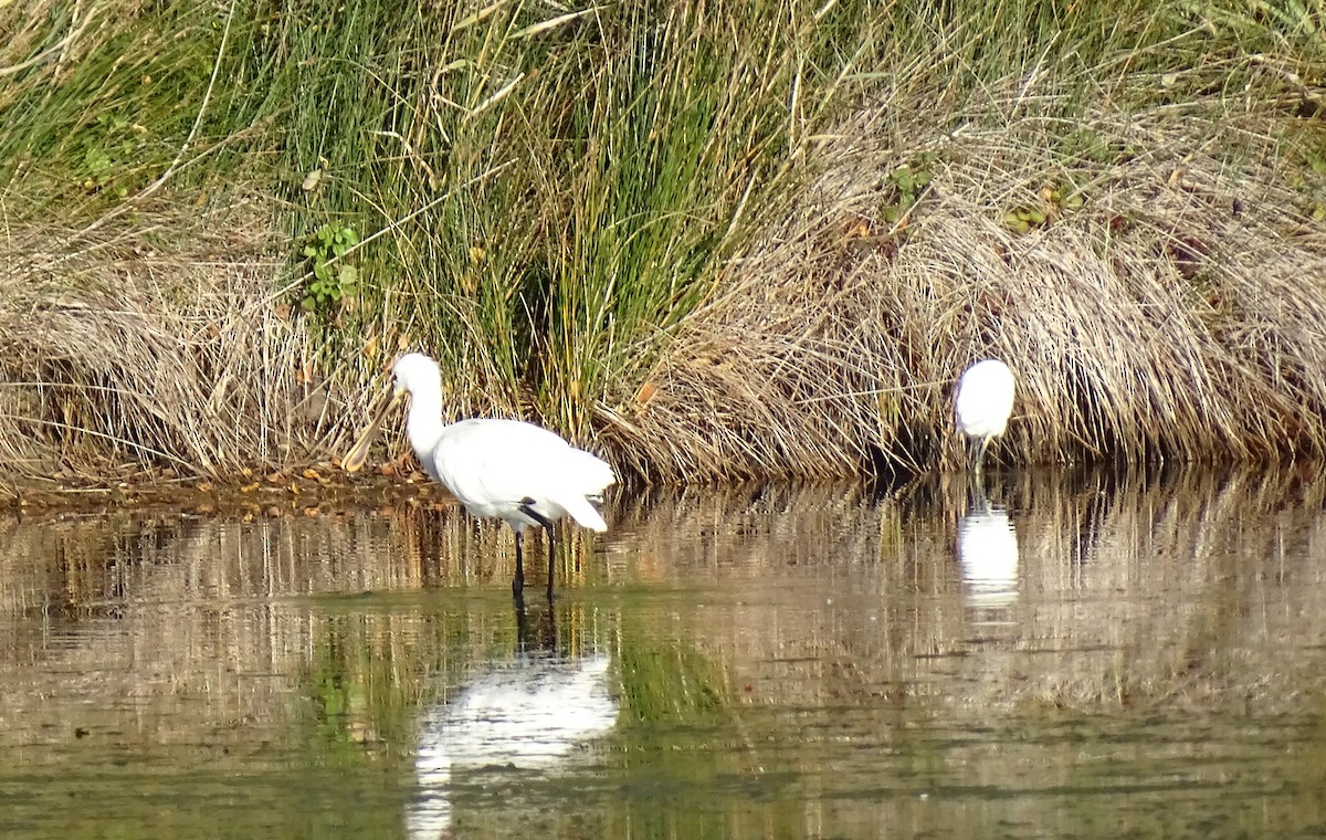 Eurasian Spoonbill - ML644535400