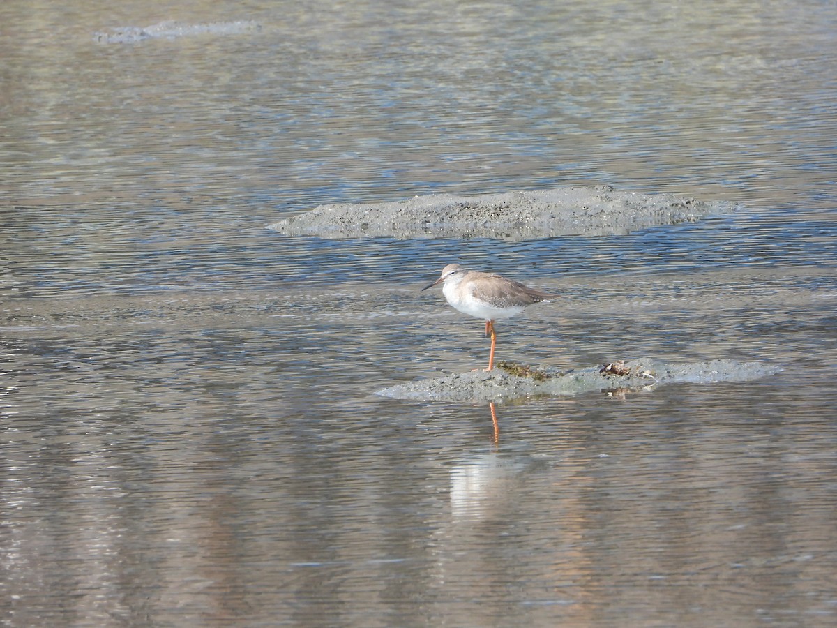 sotsnipe - ML644535402