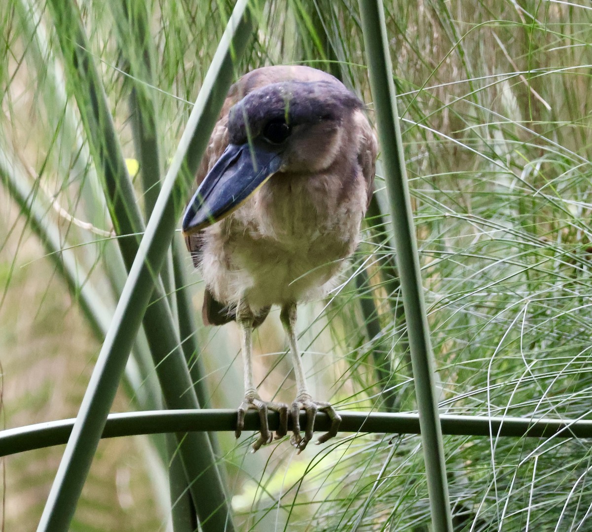 Boat-billed Heron - ML644535403