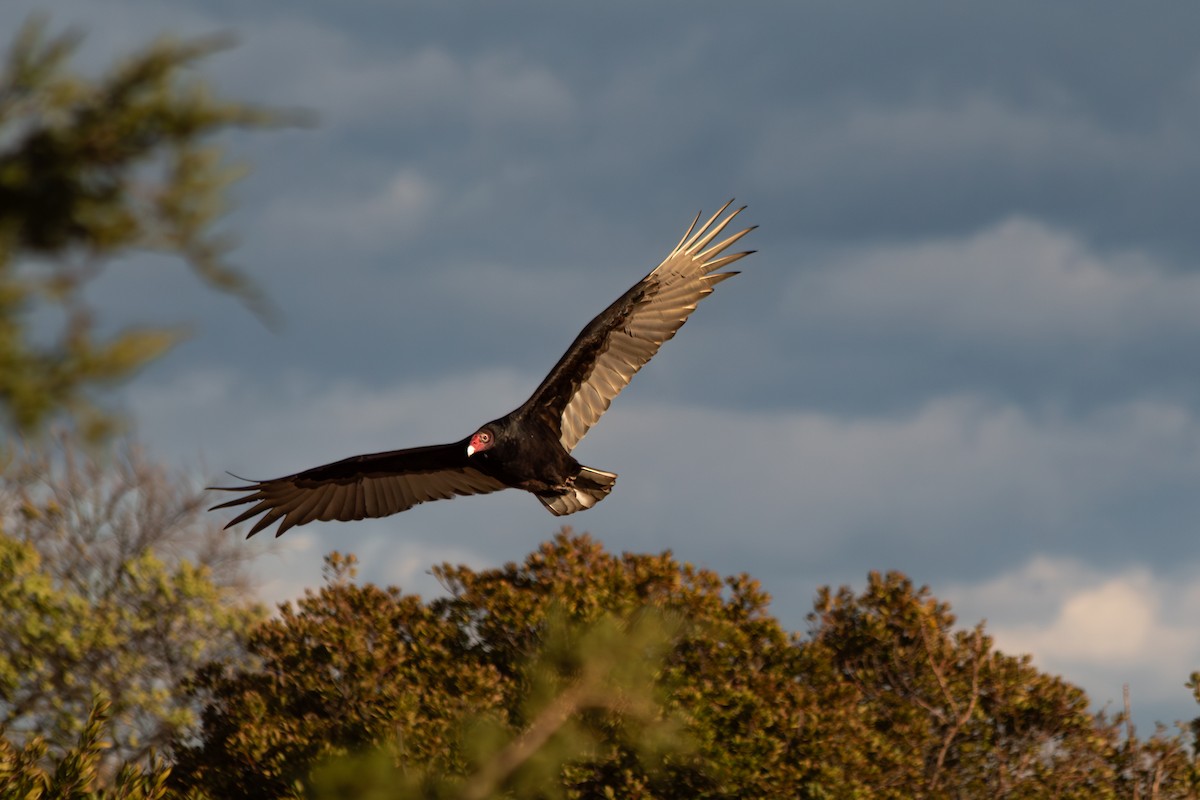 kalkunkondor - ML644535409