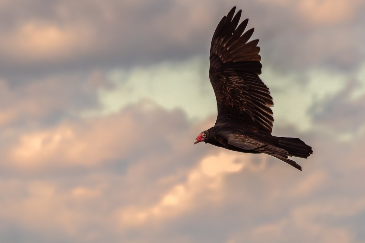 kalkunkondor - ML644535414