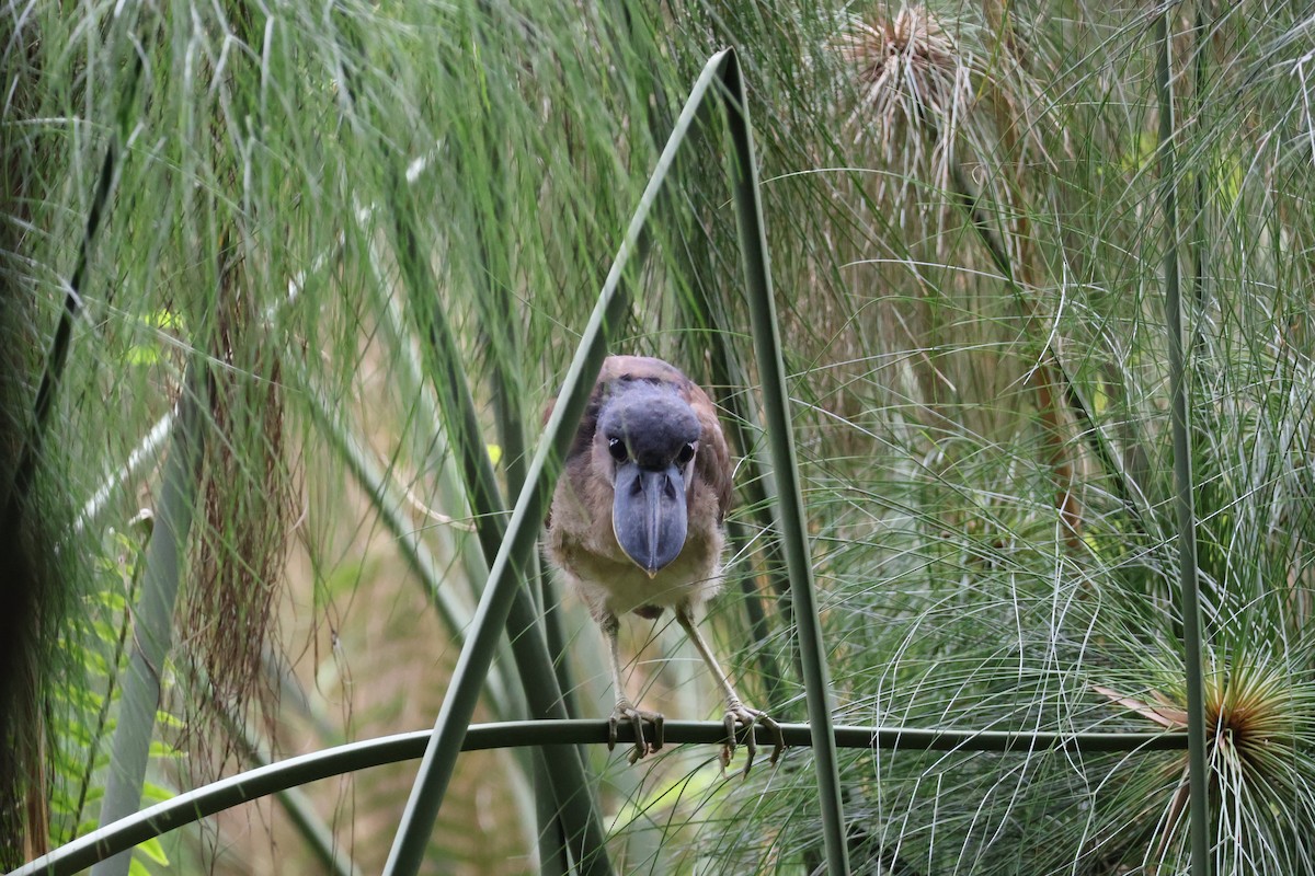 Boat-billed Heron - ML644535416