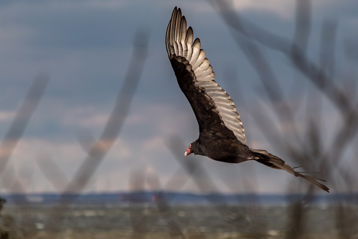 kalkunkondor - ML644535417