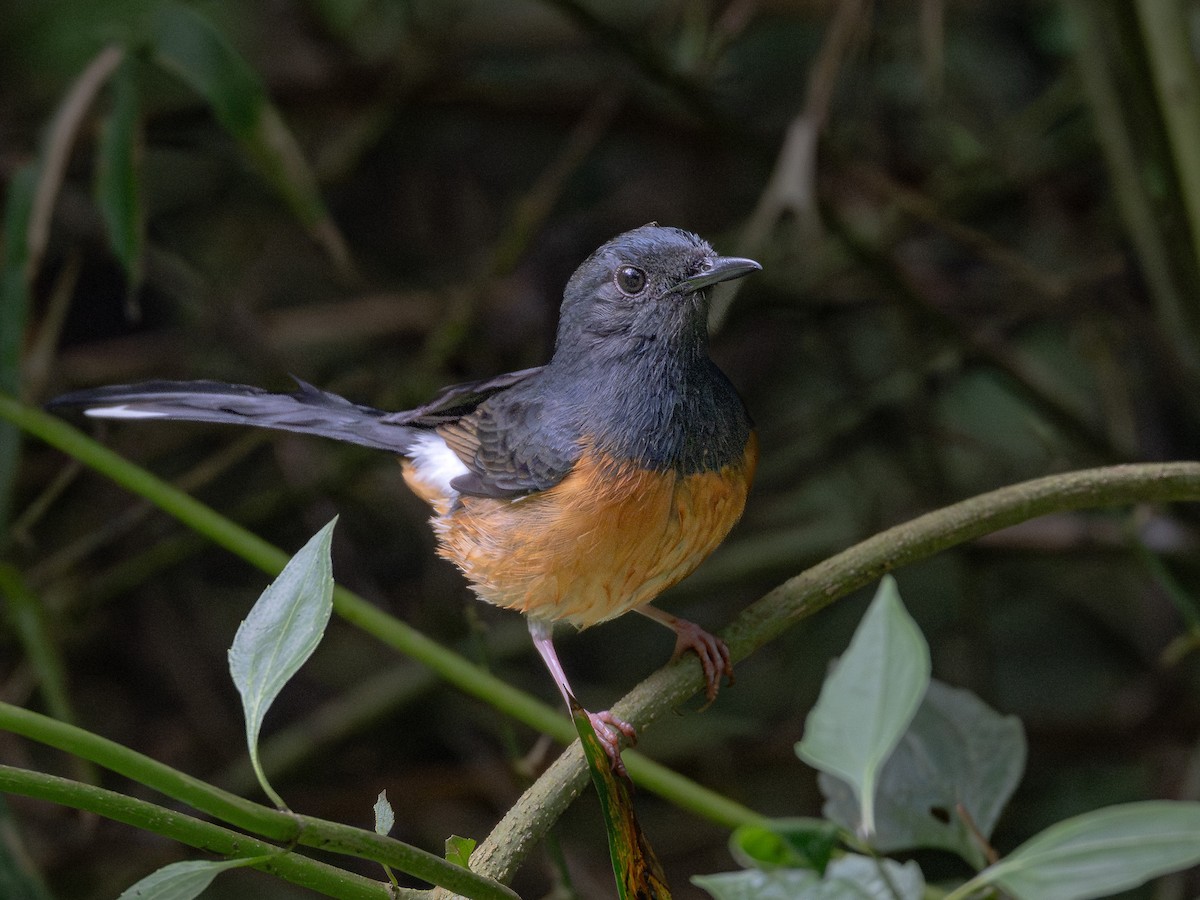 White-rumped Shama - ML644535419