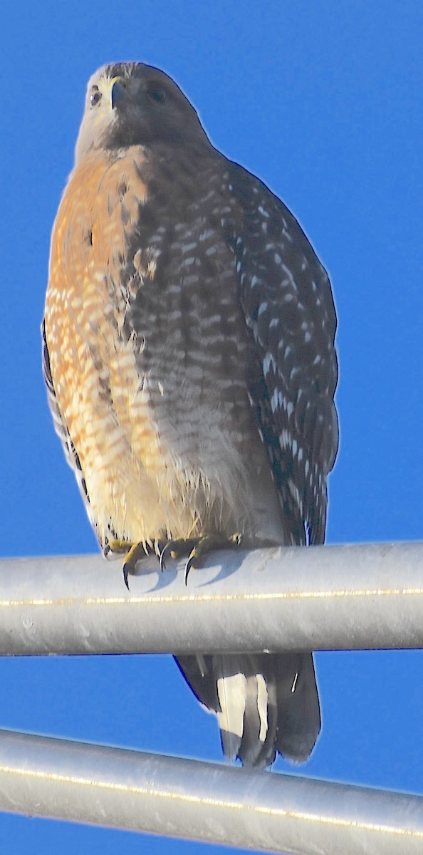 Red-shouldered Hawk - ML644535420