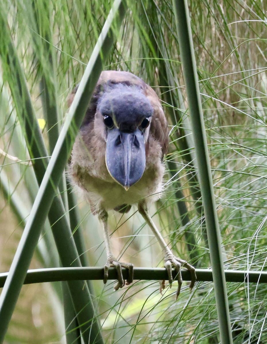 Boat-billed Heron - ML644535421
