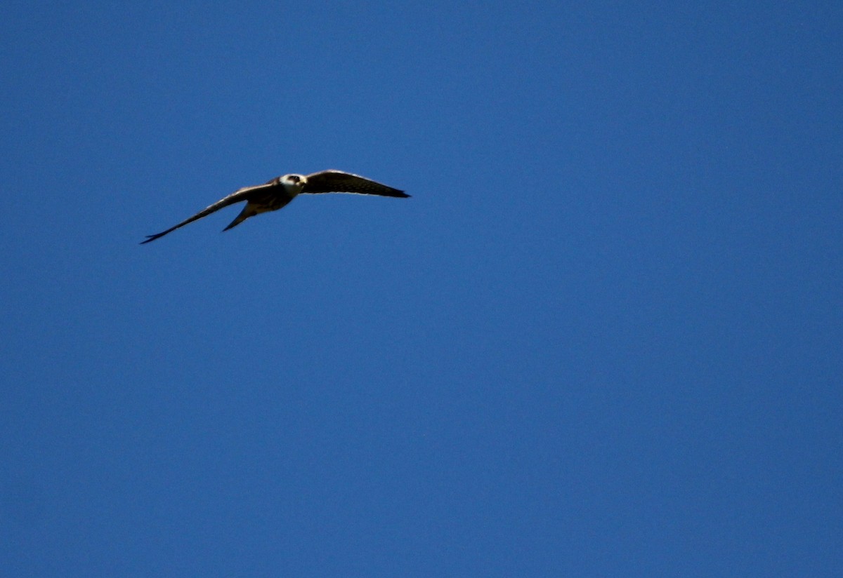 Red-footed Falcon - ML644535424