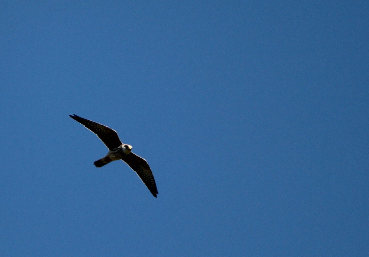Red-footed Falcon - ML644535425