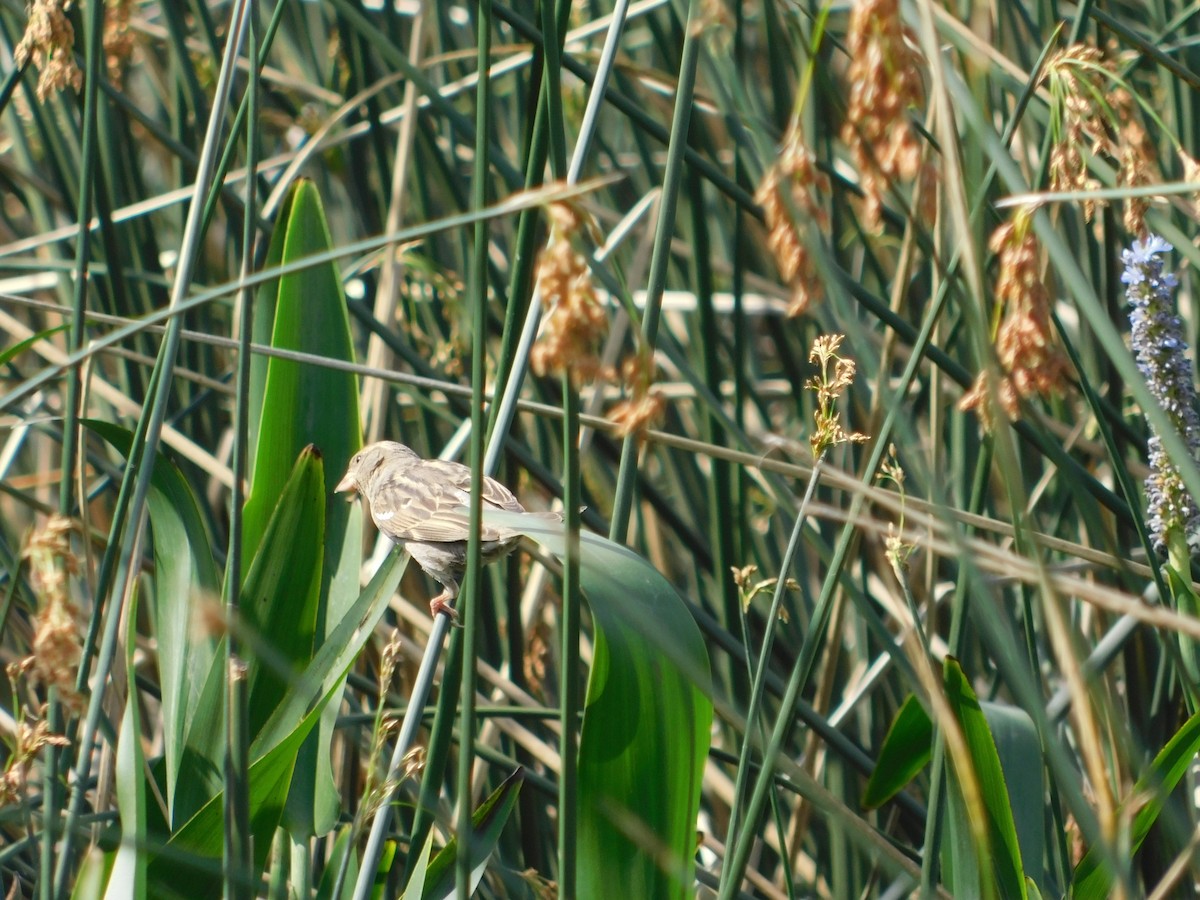 gulvingetrupial - ML644535437