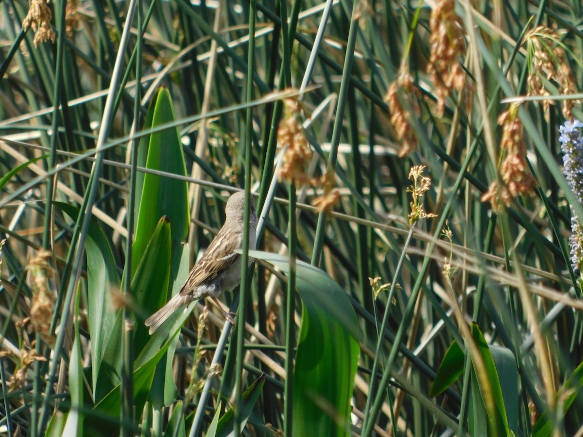 gulvingetrupial - ML644535438