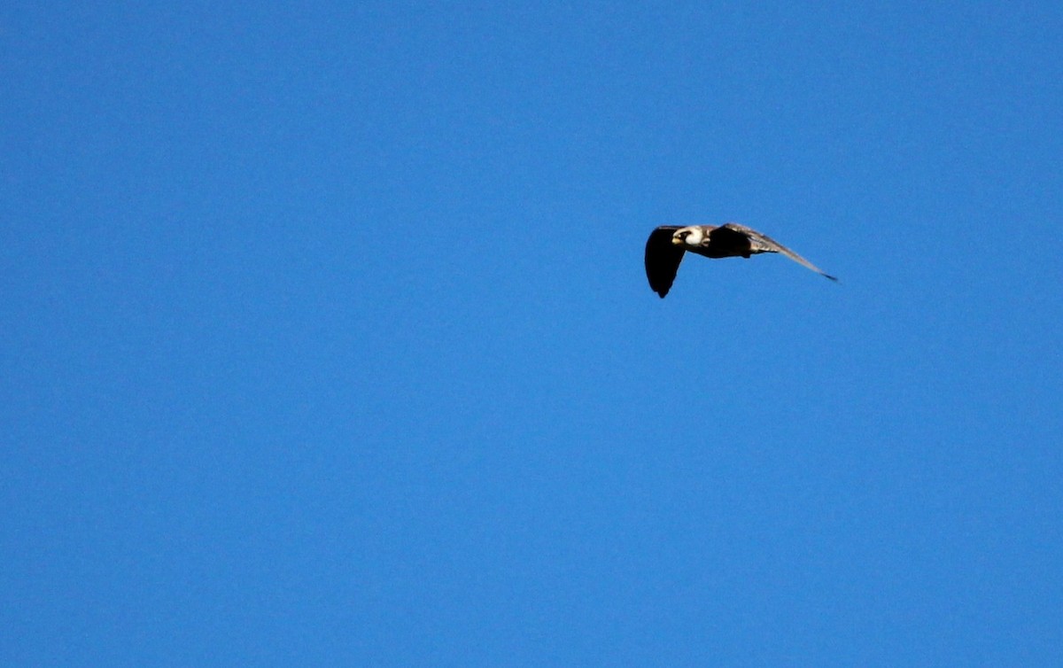 Red-footed Falcon - ML644535439