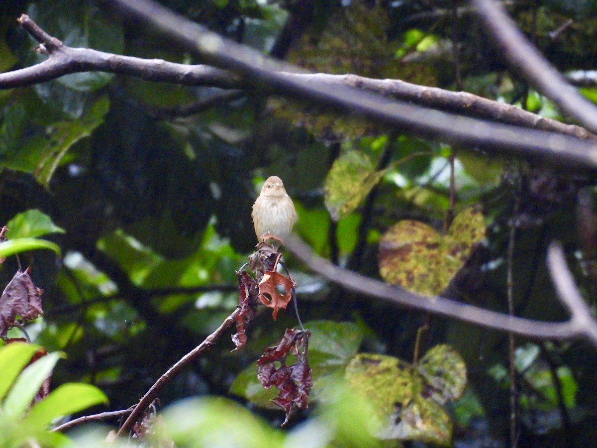 Indigo Bunting - ML644535441