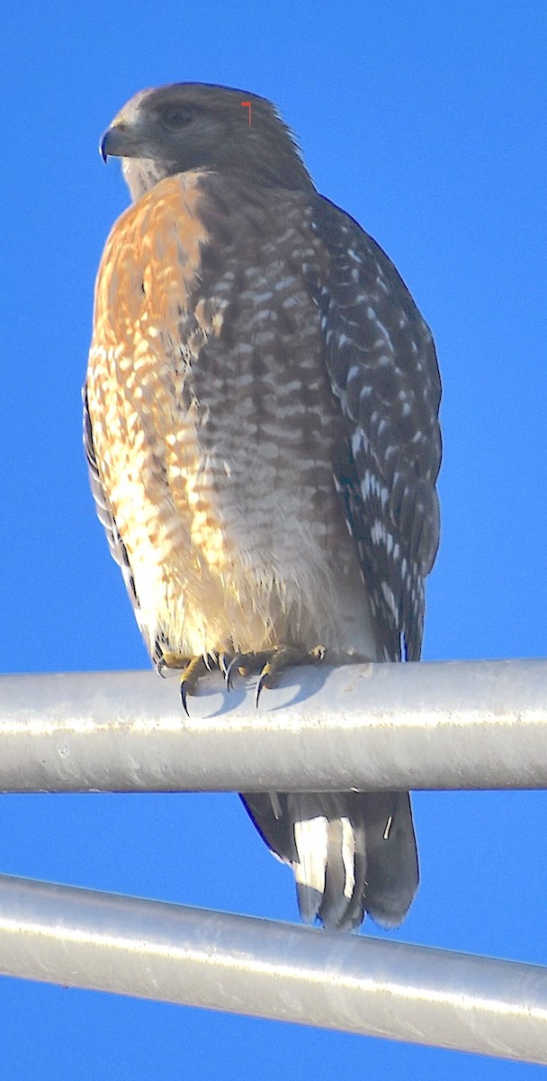 Red-shouldered Hawk - ML644535445