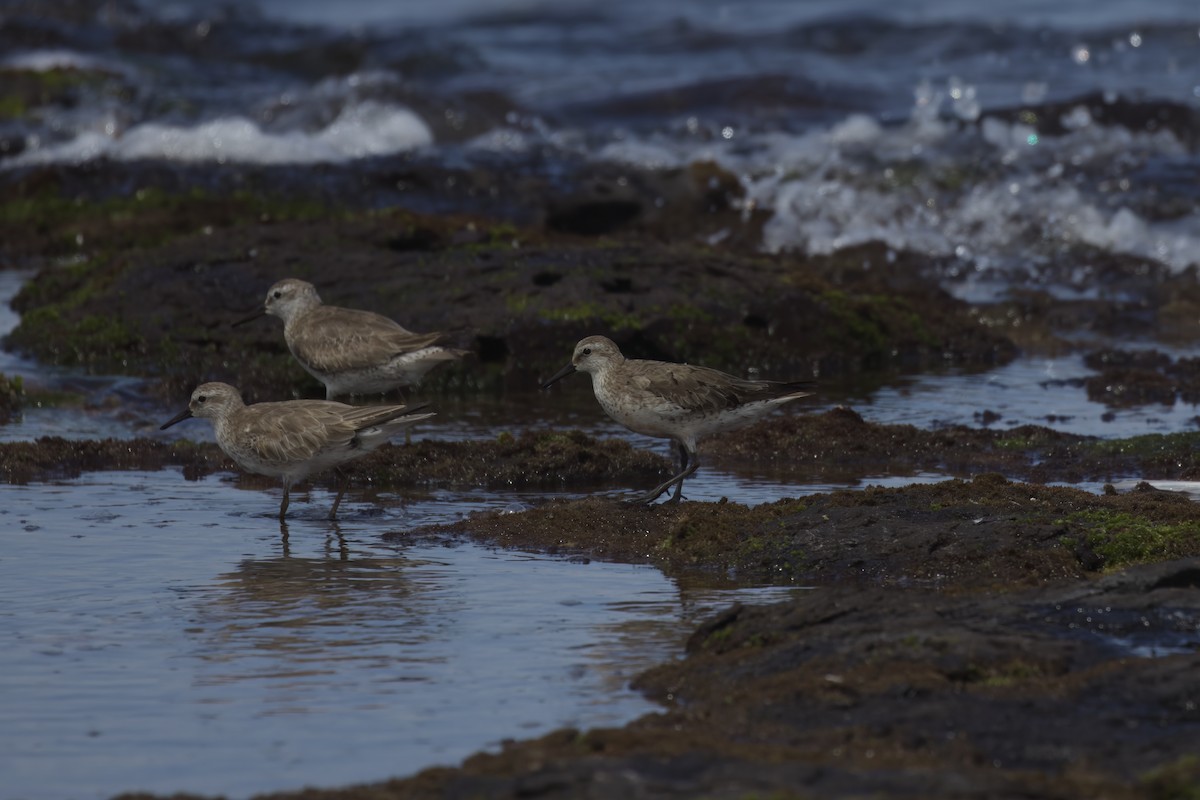 Шармаг элсэг - ML644535452