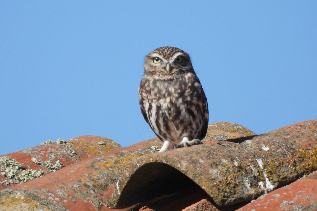 Mozolo arrunta - ML644535453