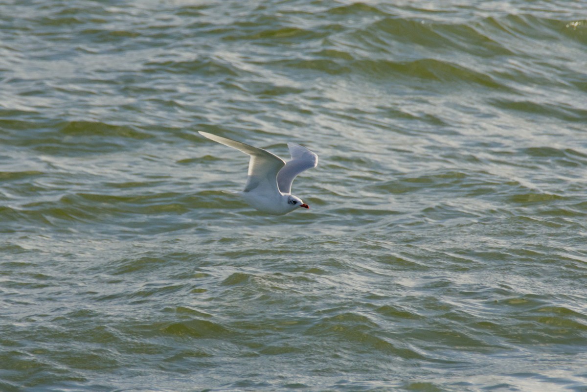 Mediterranean Gull - ML644535455