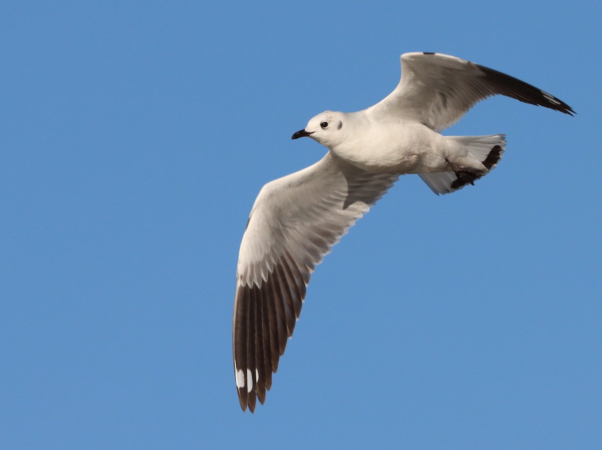 andesmåke - ML644535456