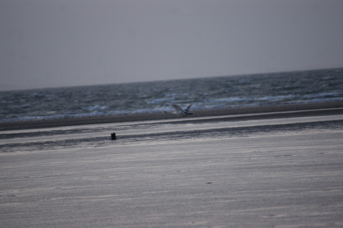 Cisne Vulgar - ML644535464