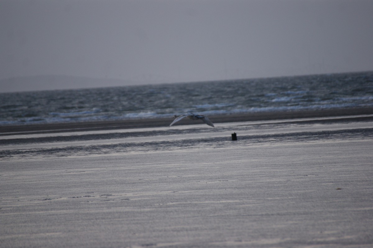 Cisne Vulgar - ML644535471