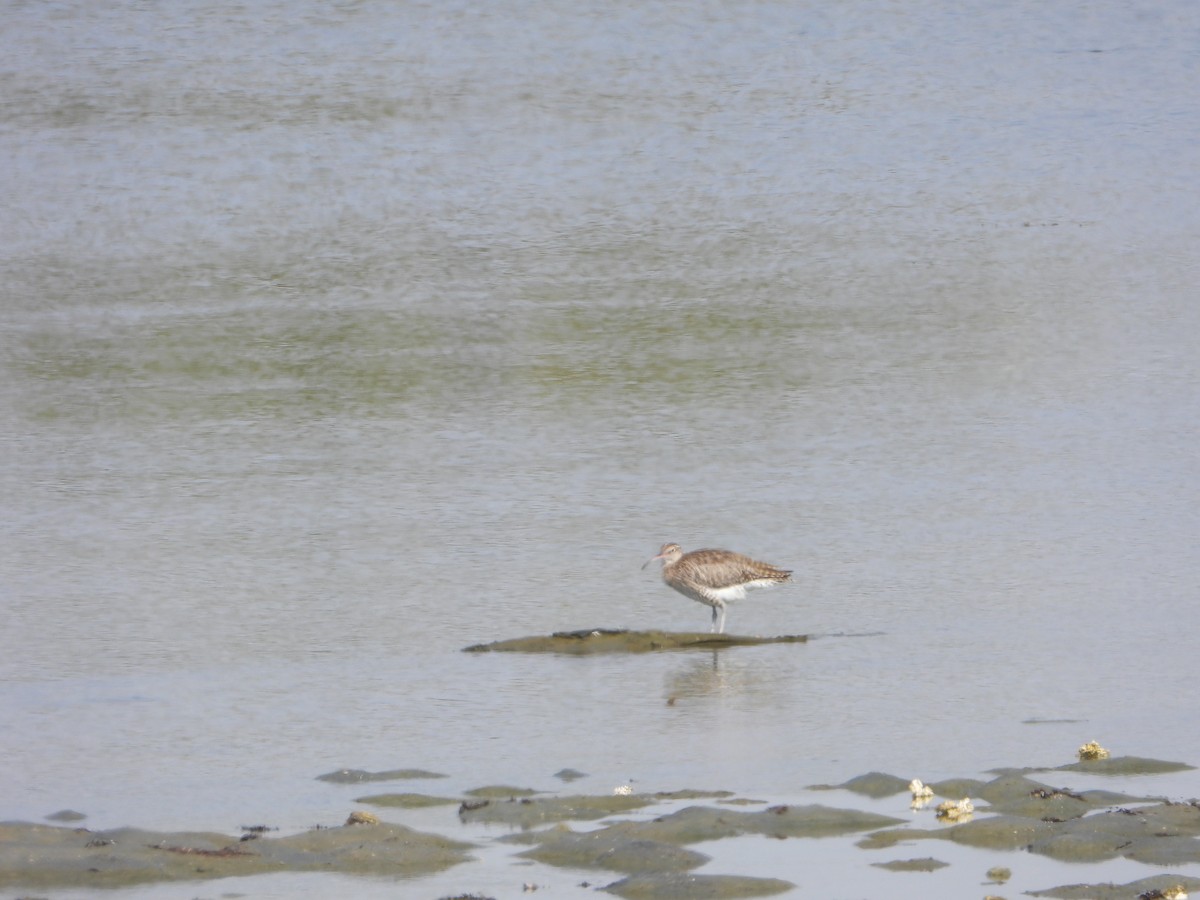 småspove - ML644535472