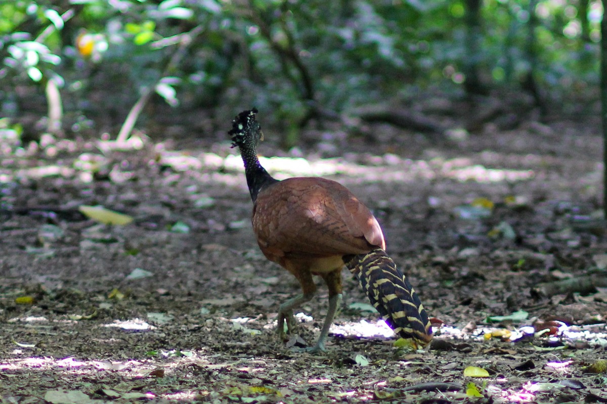Кракс великий - ML644535473