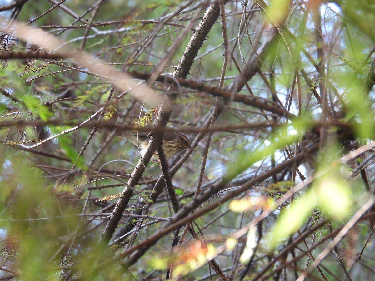 ミナミミズツグミ／キタミズツグミ - ML644535474