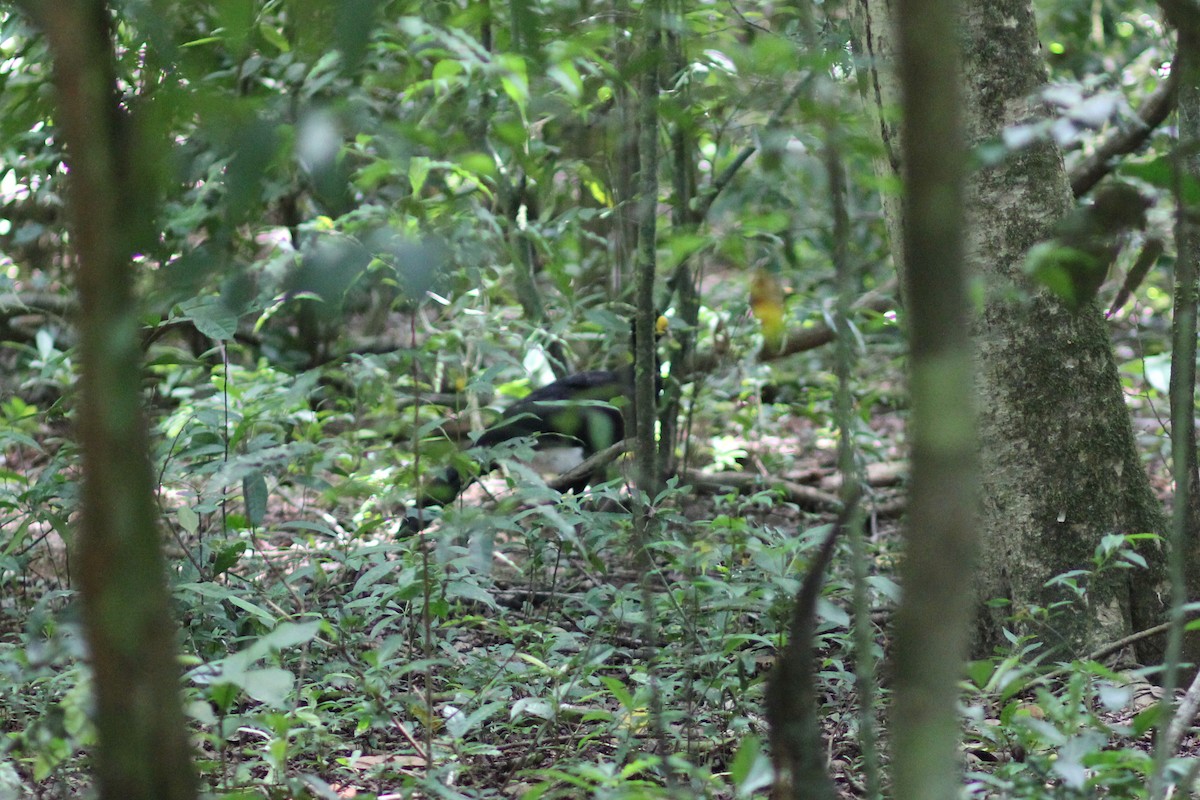 Кракс великий - ML644535475