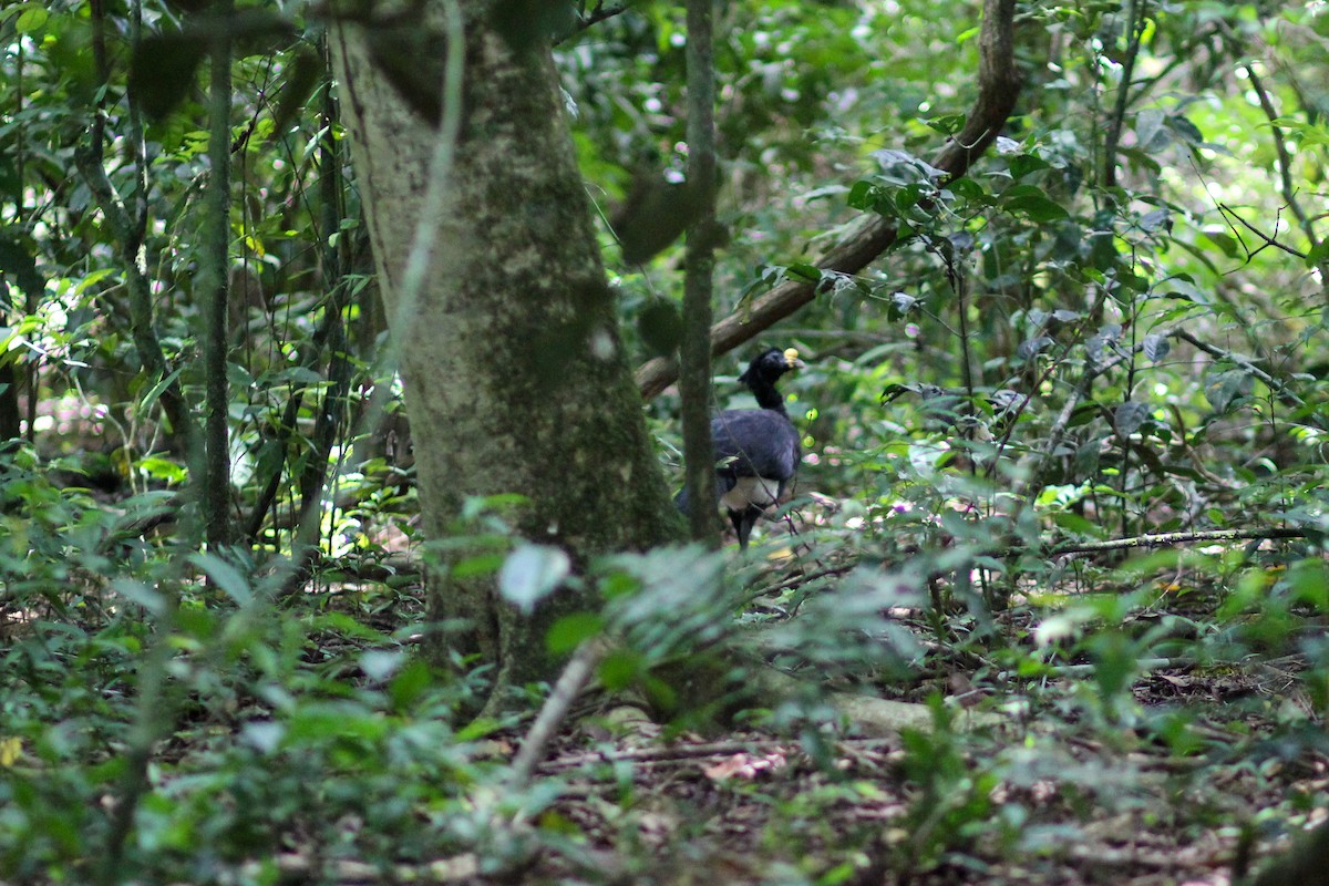 Кракс великий - ML644535476