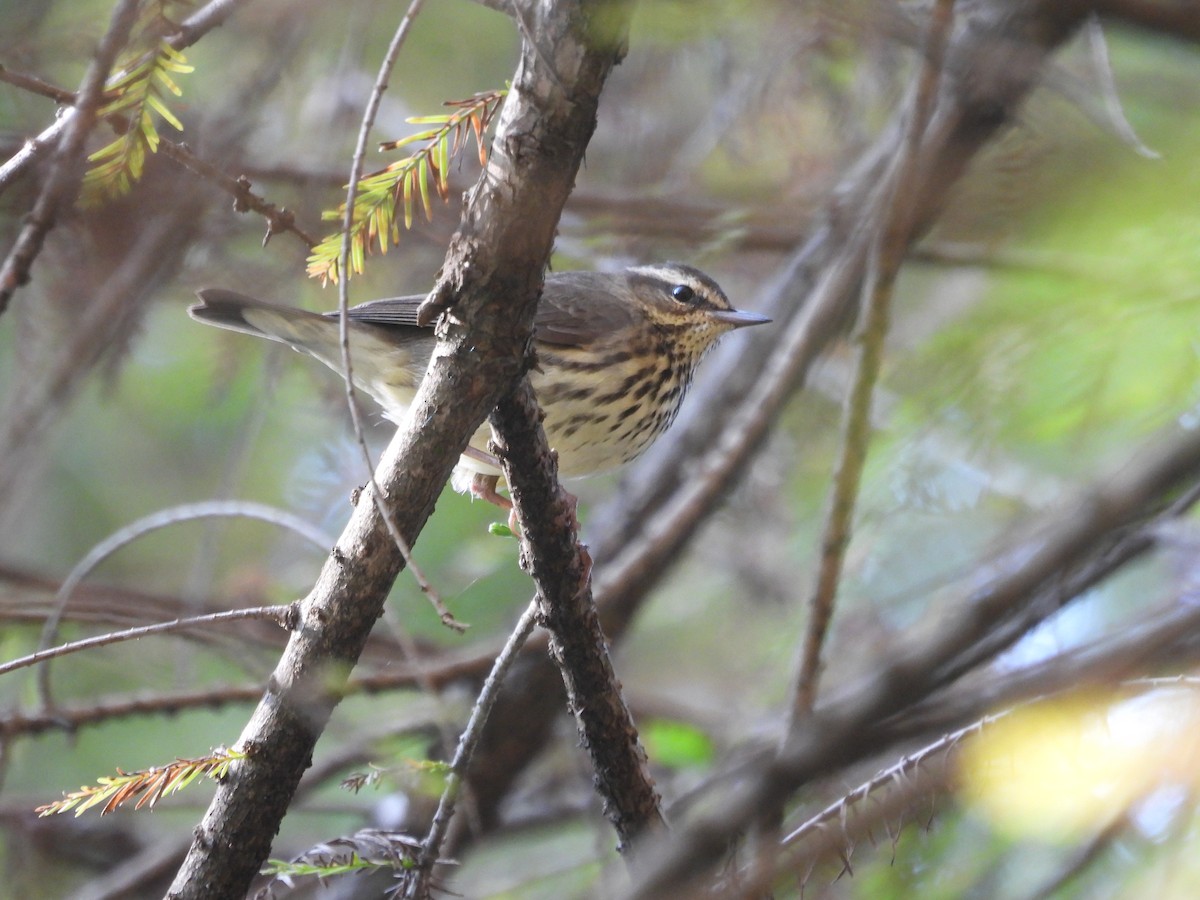 ミナミミズツグミ／キタミズツグミ - ML644535477