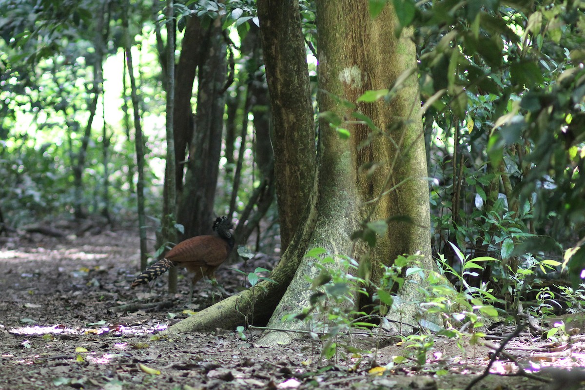 Кракс великий - ML644535478