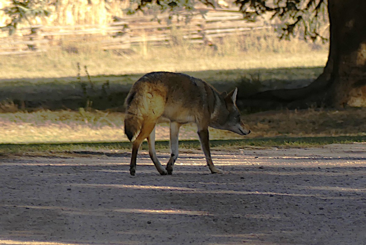 Coyote - ML644535479