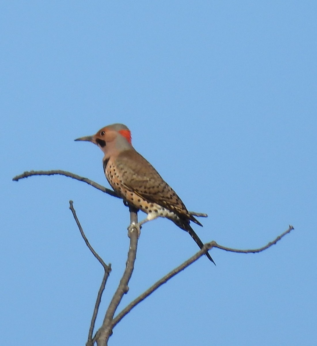 Northern Flicker - ML644535480
