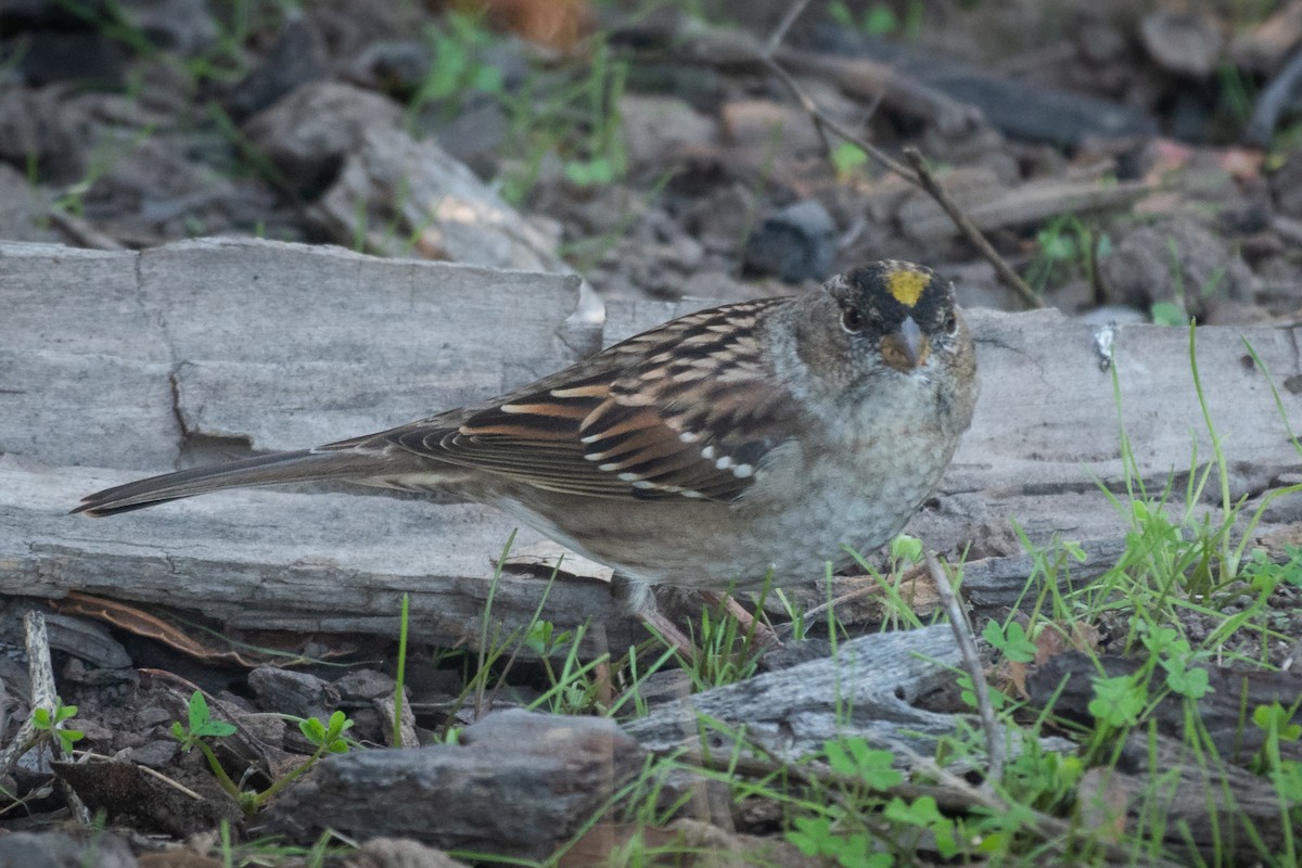 Bruant à couronne dorée - ML644535481