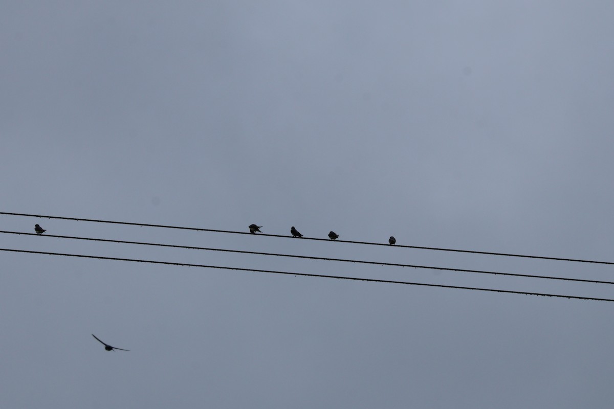 Southern Rough-winged Swallow - ML644535482