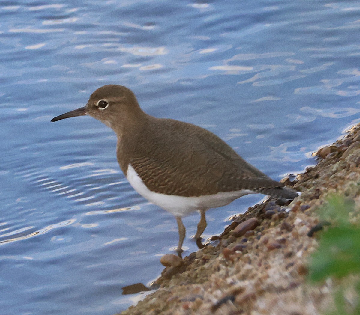 磯鷸 - ML644535484