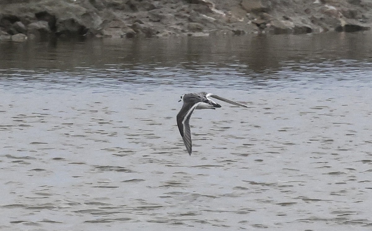 Red Phalarope - ML644535488