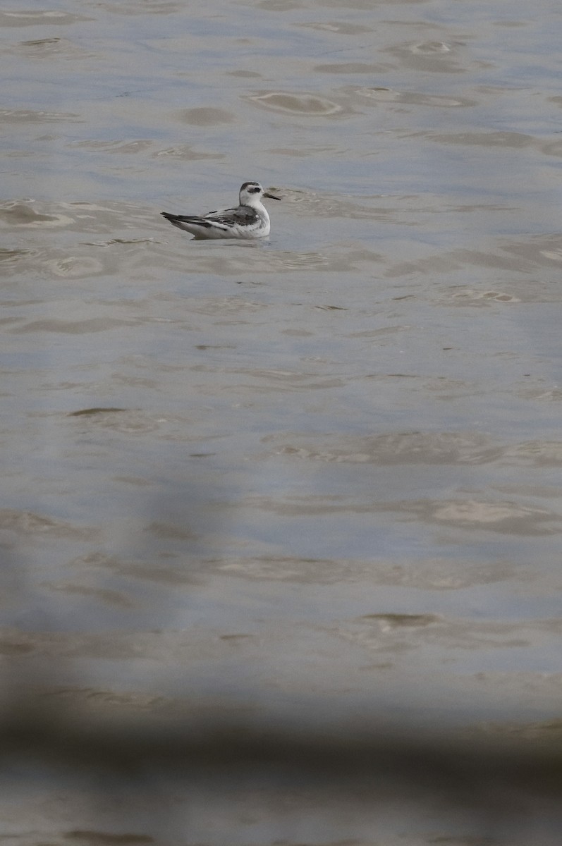 Red Phalarope - ML644535489
