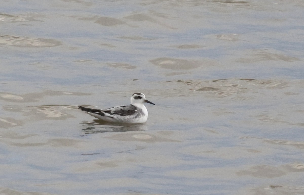 Red Phalarope - ML644535490