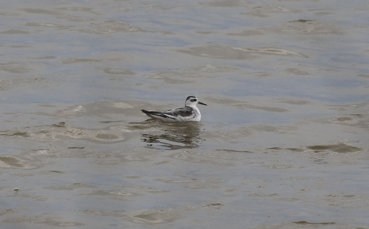 Red Phalarope - ML644535491