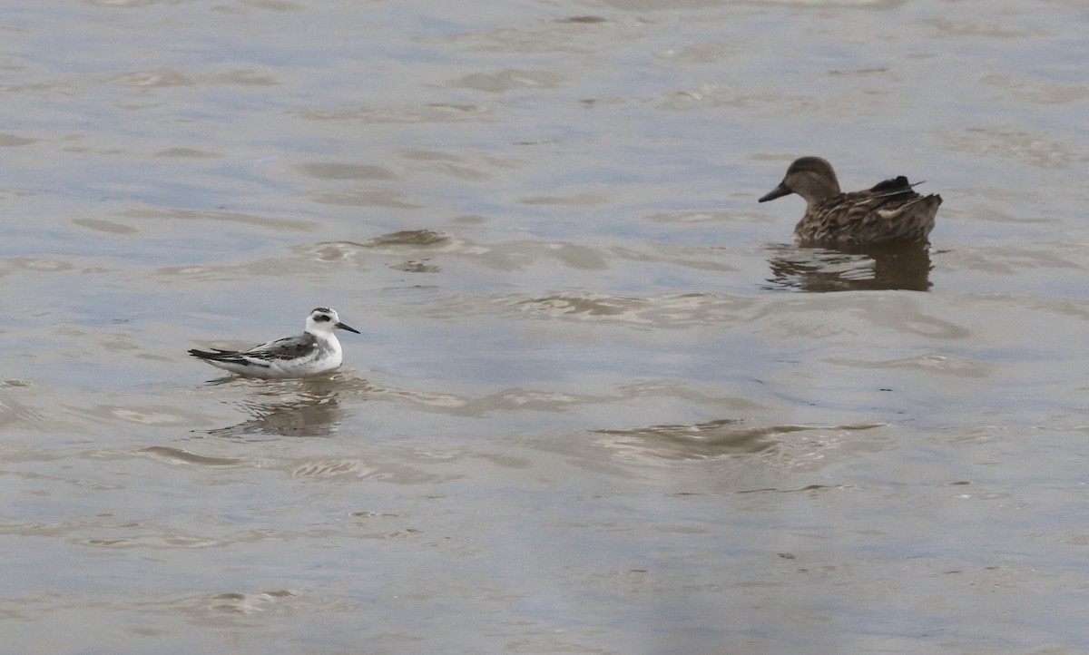 Red Phalarope - ML644535492
