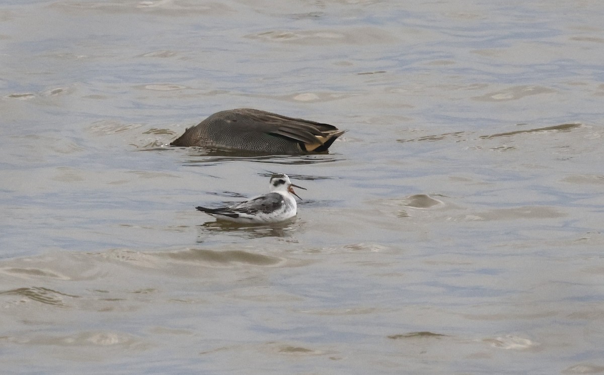 Red Phalarope - ML644535493