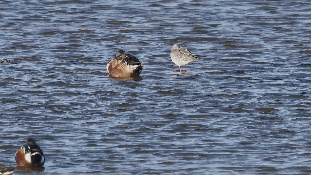 Spotted Redshank - ML644535499