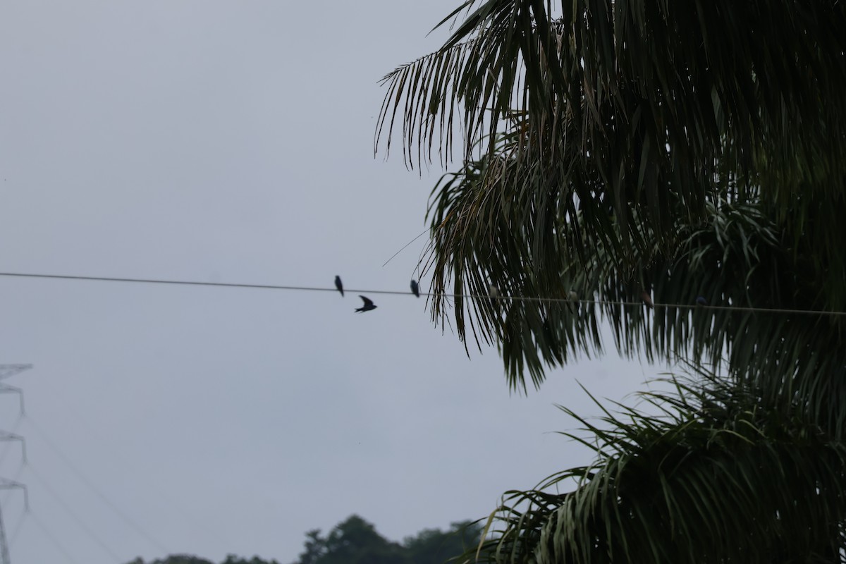 Southern Rough-winged Swallow - ML644535500