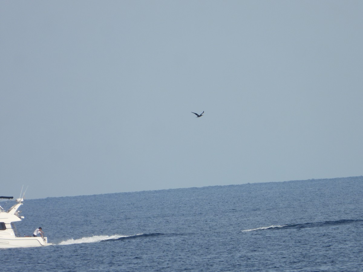 Сула атлантична - ML644535507