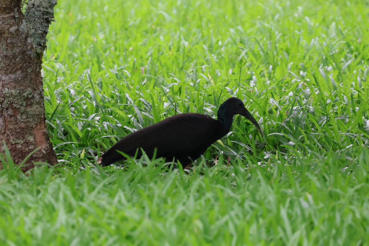 Green Ibis - ML644535515