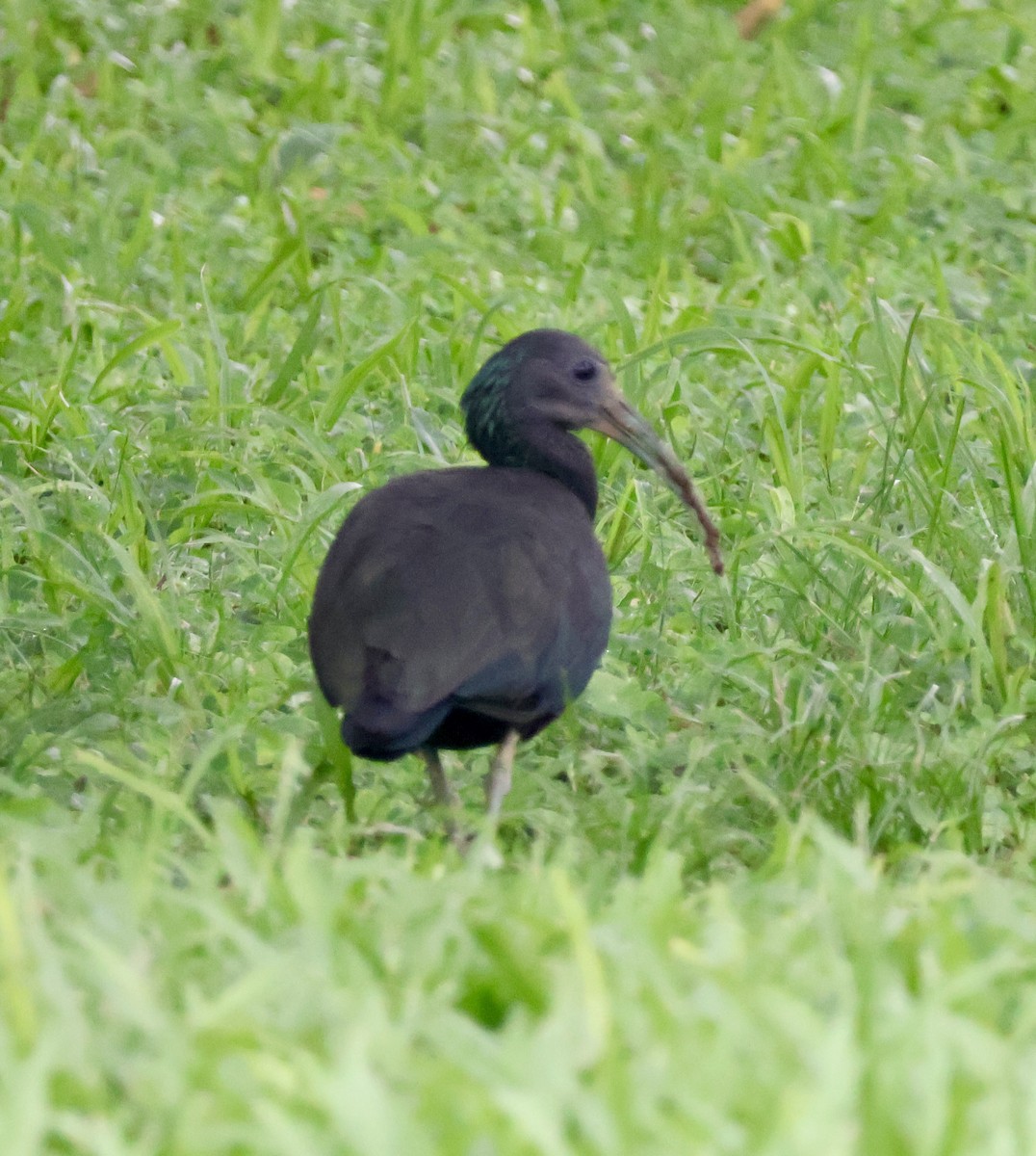 Green Ibis - ML644535517