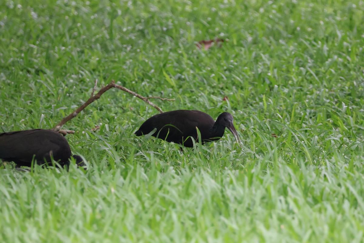 Green Ibis - ML644535519