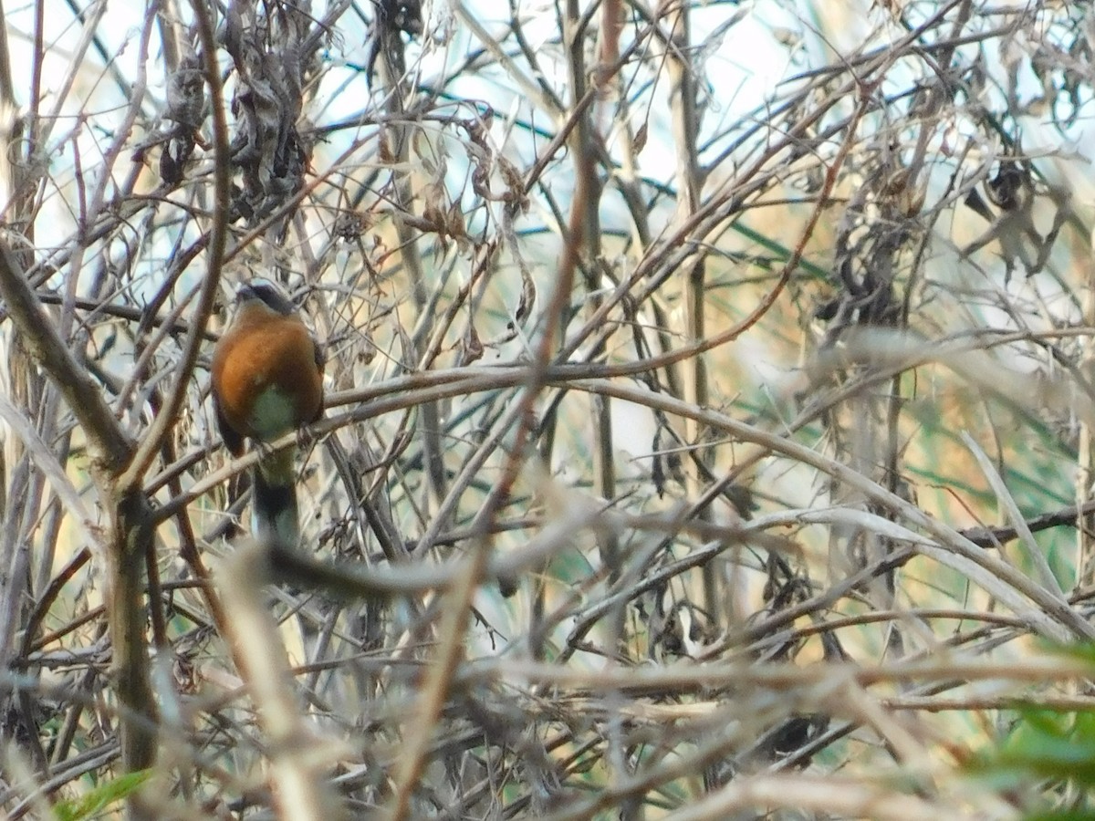 Black-and-rufous Warbling Finch - ML644535523
